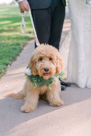 WeddingPuptials Gallery