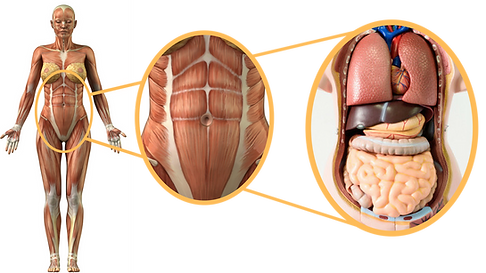 Copy of core with organs.png