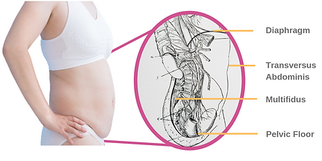 Copy of core with organs (1).png