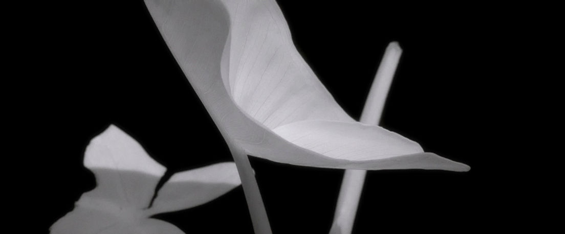 Infrared Cinema 02.jpg