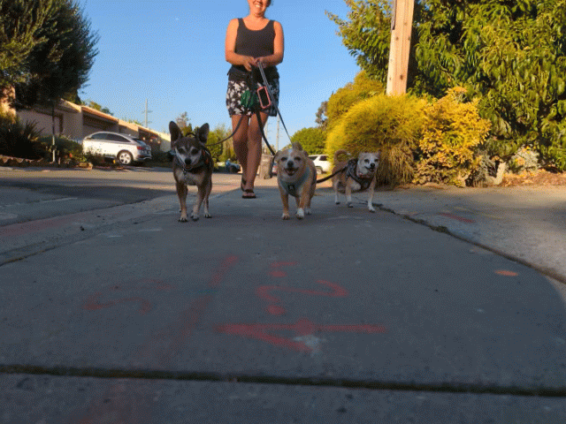 DOG WALKER RUNNING WITH DOGS