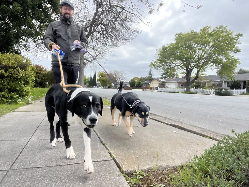 a dog walker walking two dogs