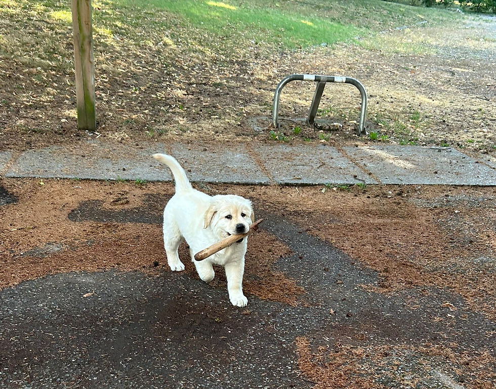 apprentissages pour le chiot