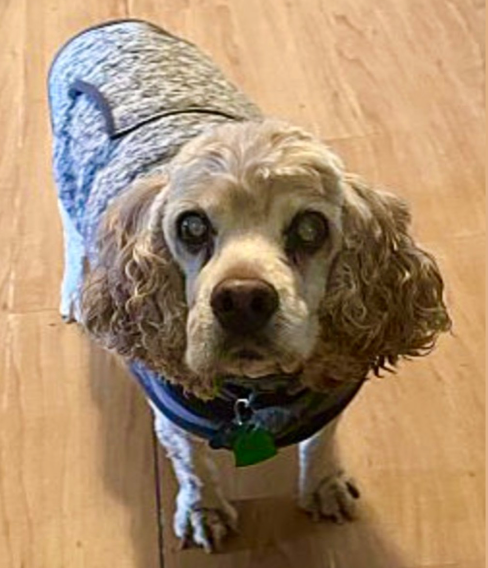 Norcal Cocker Rescue