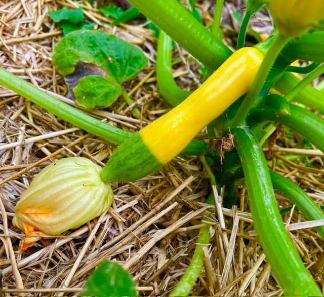 zephyr with blossom.jpg