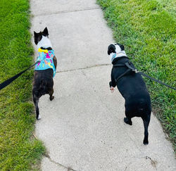 Pumbaa and Bambi.jpg