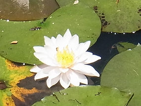 石清水八幡宮のスイレン 堀田和成 かみほうず日記
