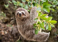 木にぶら下がるナマケモノ