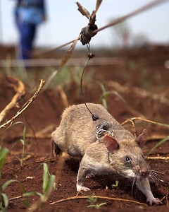 地雷探知ネズミ