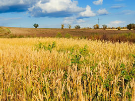 Living Faithfully Among the Weeds