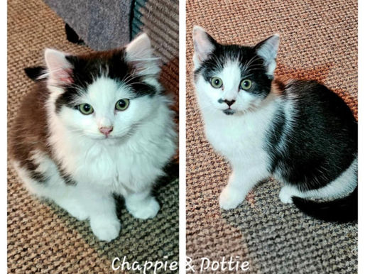 Thirteen Hours in the Cold: The Rescue of Mum and Her Three Kittens