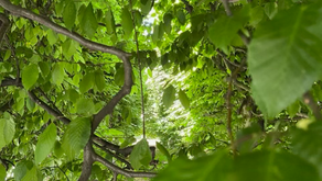 bright green leaves and slender branches