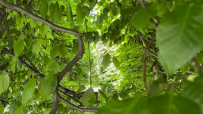 bright green leaves and slender branches