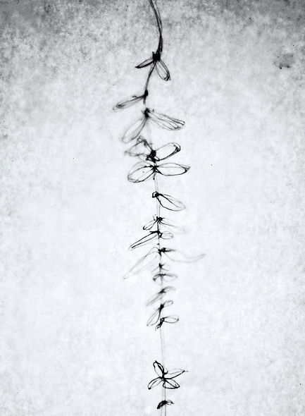 Erich Turroni Carsico.jpg