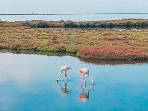 Dagje Ebro Delta