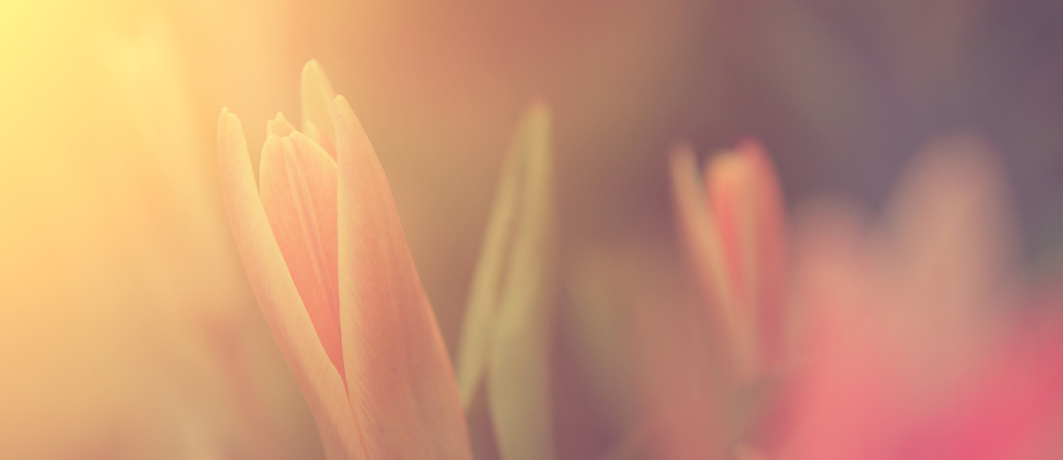 Flower in Sunlight