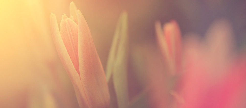 Flower in Sunlight