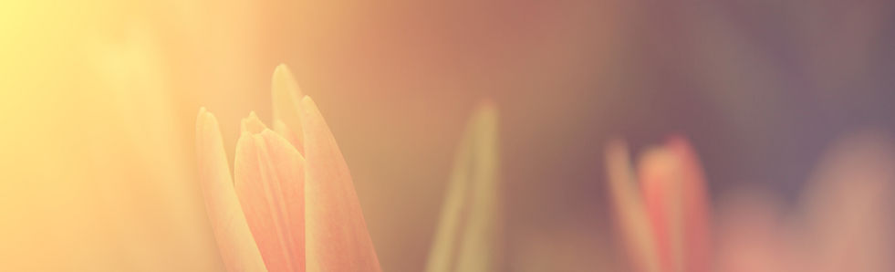 Flower in Sunlight