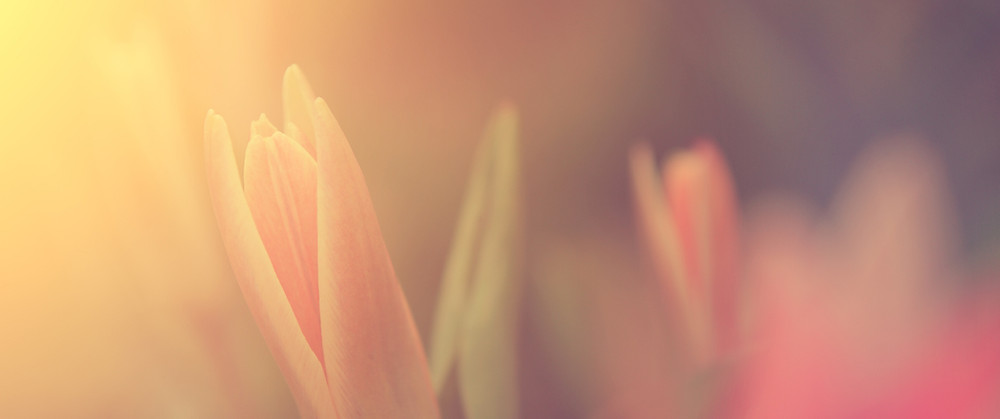 Flower in Sunlight