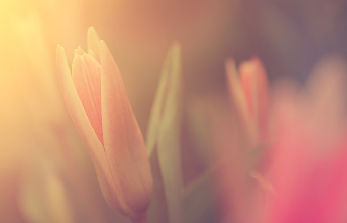 Flower in Sunlight