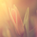 Fiore in luce del sole