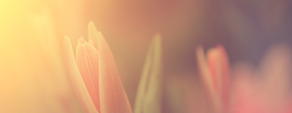 Flower in Sunlight