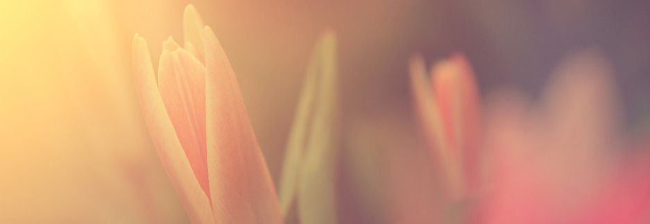 Blumen im Sonnenlicht