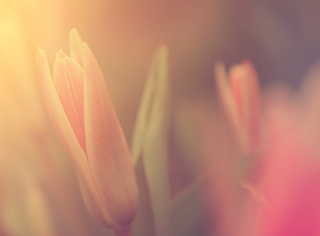 Flower in Sunlight