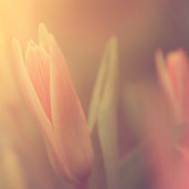 日光での花