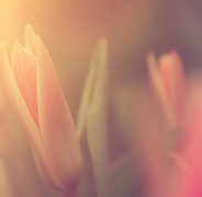 Flower in Sunlight