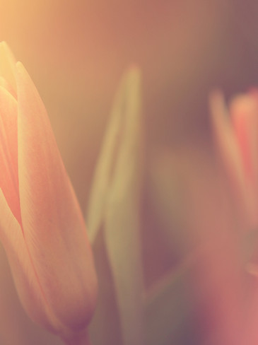 日光での花