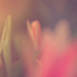 Flower in Sunlight