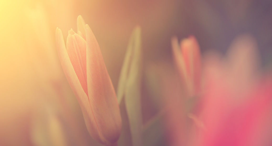 Flower in Sunlight