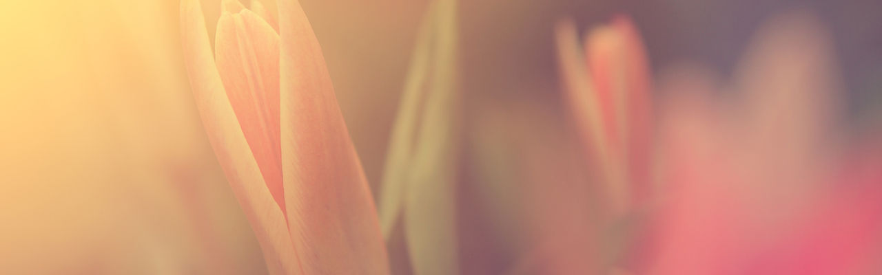 Flower in Sunlight