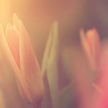 Flower in Sunlight
