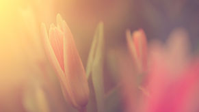 Defining compassion