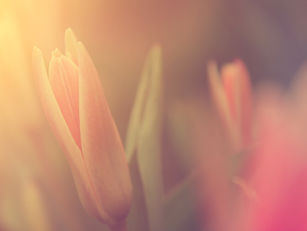 Gifts of Love