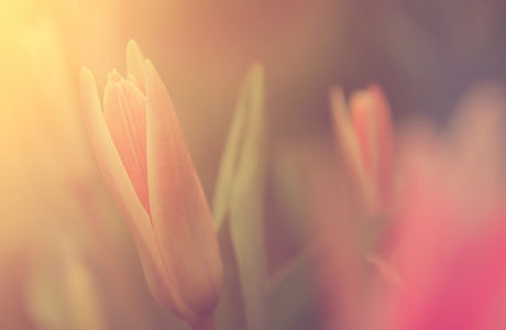 Flor na luz solar