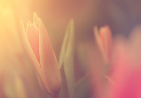Flower in Sunlight