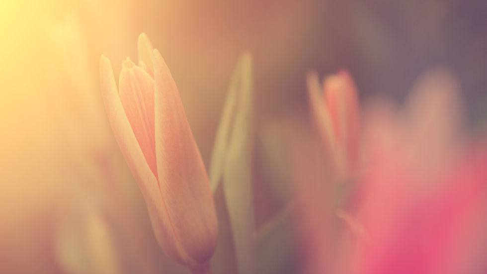 Close-Up Tulip