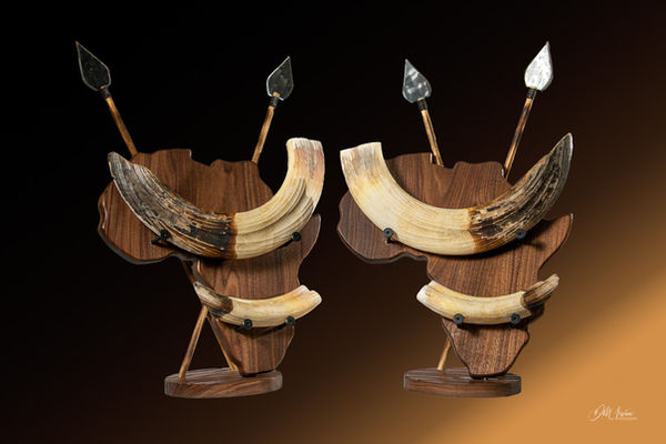 Custom walnut display shaped like the African continent, designed to showcase mounted hippo tusks with a rich, natural wood f