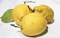 granita2-08-560