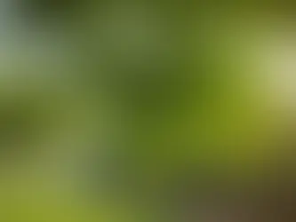 "Sita’s Secret: The Neem Oil-Based Spermicide Taking the Health World by Storm