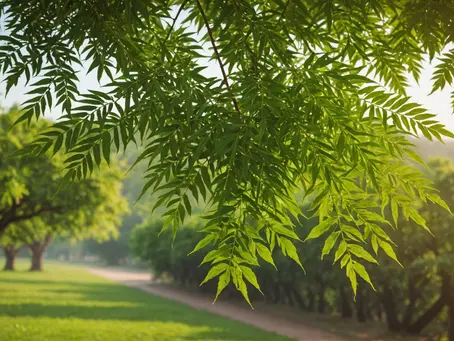 "Sita’s Secret: The Neem Oil-Based Spermicide Taking the Health World by Storm