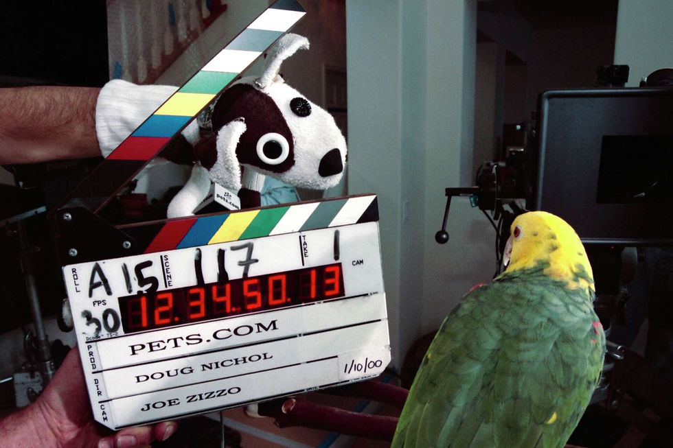 Caso fracaso pet.com