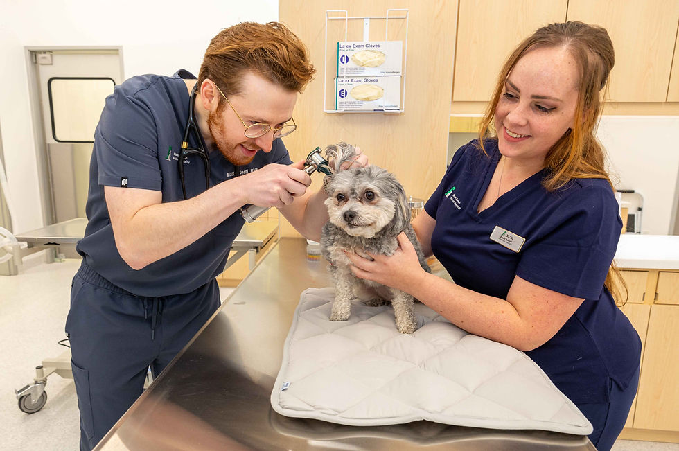 SemiValleyAnimalClinic-26.jpg
