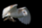 Wild Barn Owl