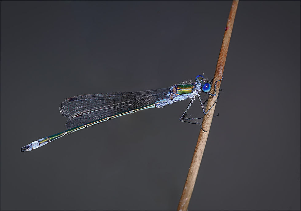 Damselfly resting