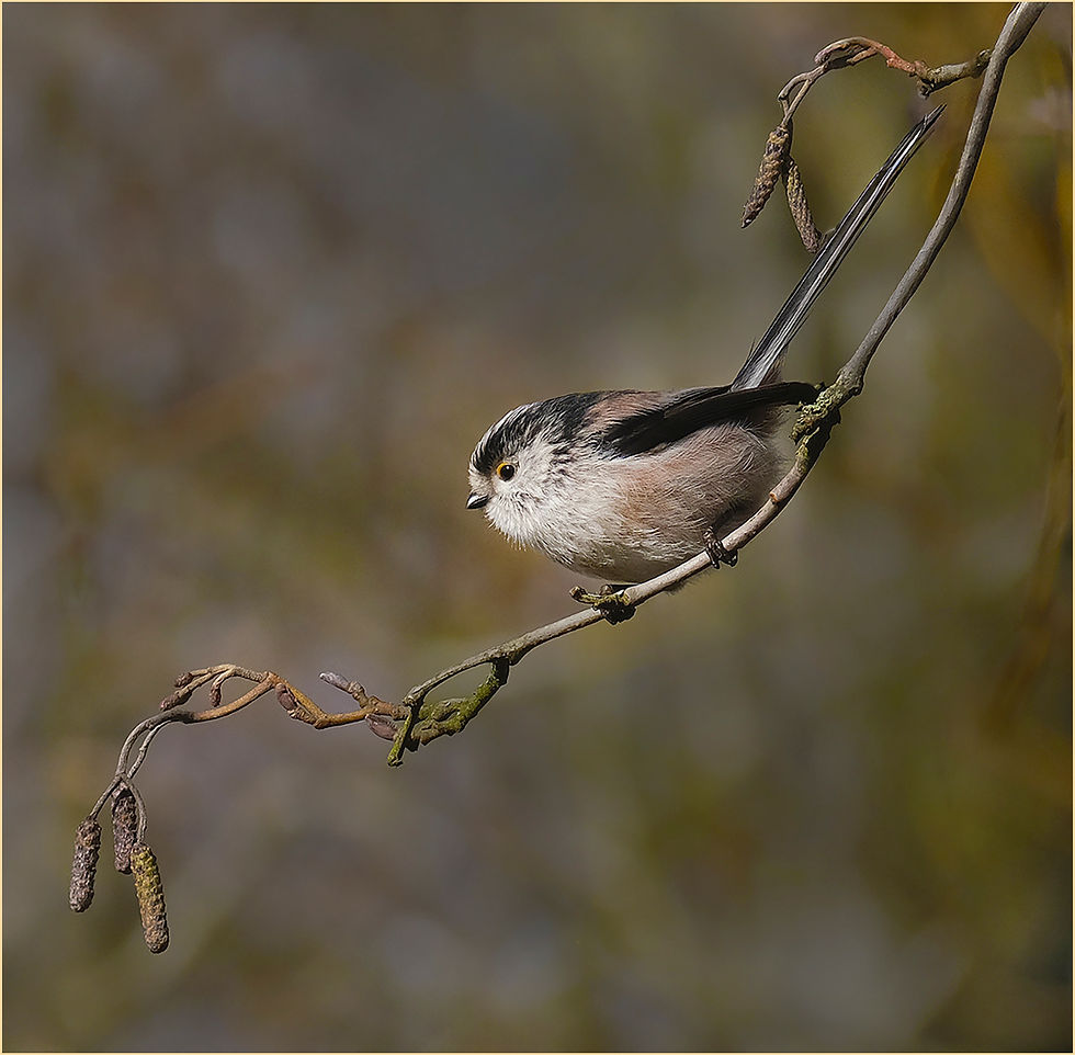 long tailed tit