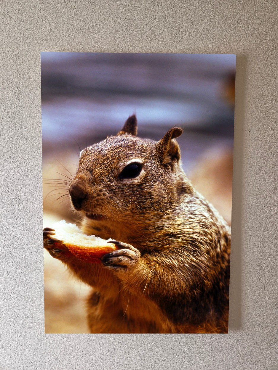 Thumbnail: Nutty Feast – Squirrel in Forest Light | Premium Metal Print